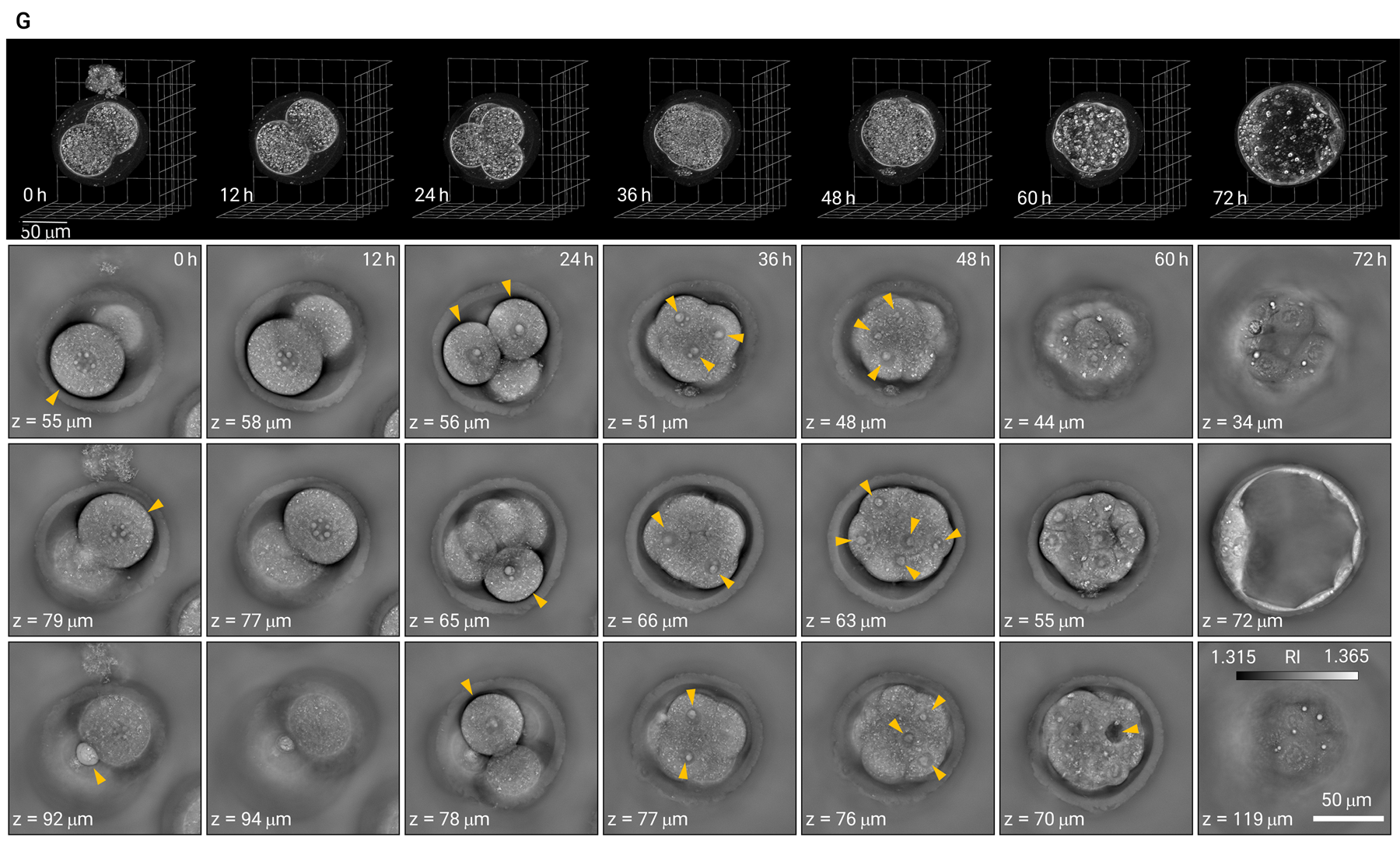 Label-free holotomographic time-lapse of a developing embryo from 0 to 72 hours, showing 3D refractive-index sections at successive depths